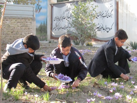 برداشت گل زعفران از فضای آموزشگاه